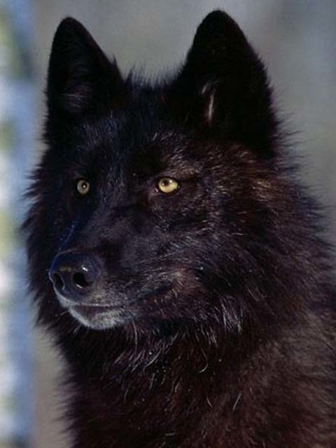 Black Wolf